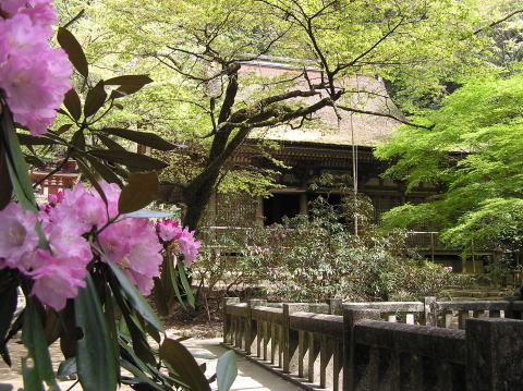 室生寺本堂と石楠花